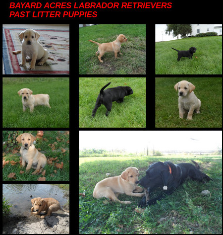 Past litters
